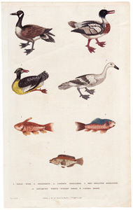 1. Gold-fish  2. Goldsinny  3. Common Goosander  4. Red-breasted Goosander  5. Antarctic White-winged Goose  6. Canada Goose 
